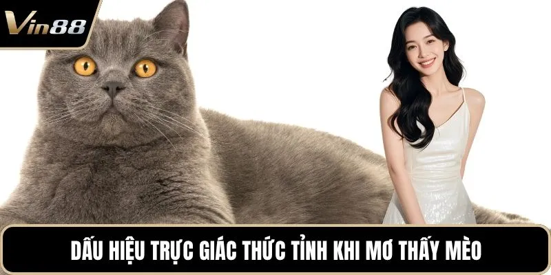 Dấu hiệu trực giác thức tỉnh khi mơ thấy mèo