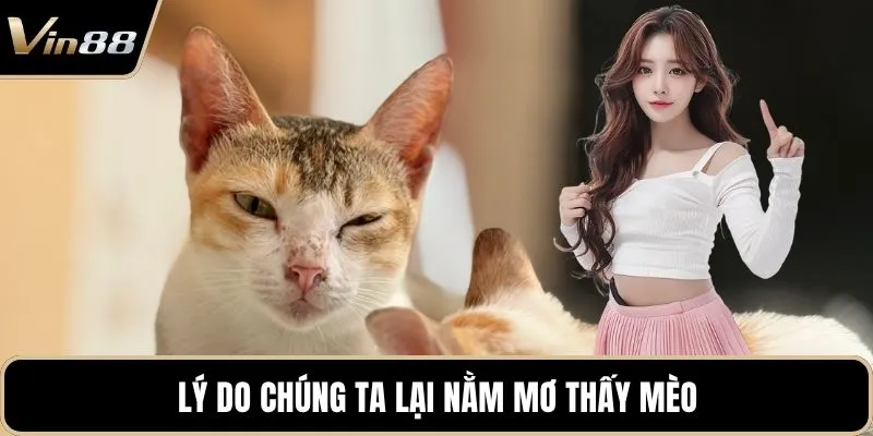 Lý do chúng ta lại nằm mơ thấy mèo
