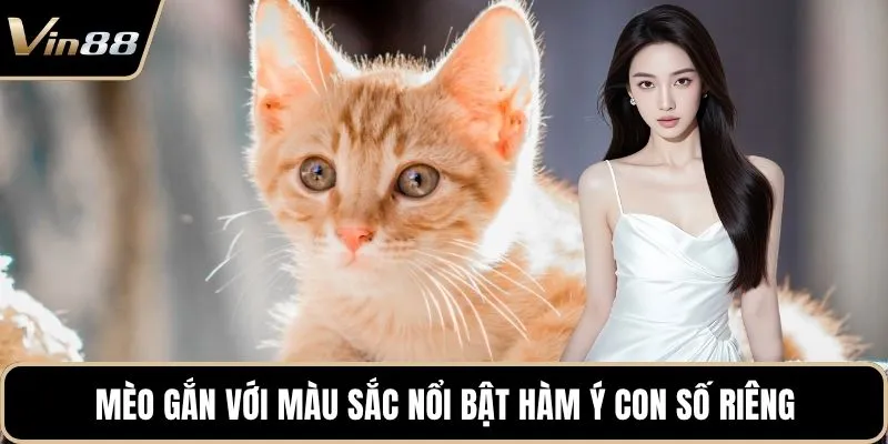 Mèo gắn với màu sắc nổi bật hàm ý con số riêng