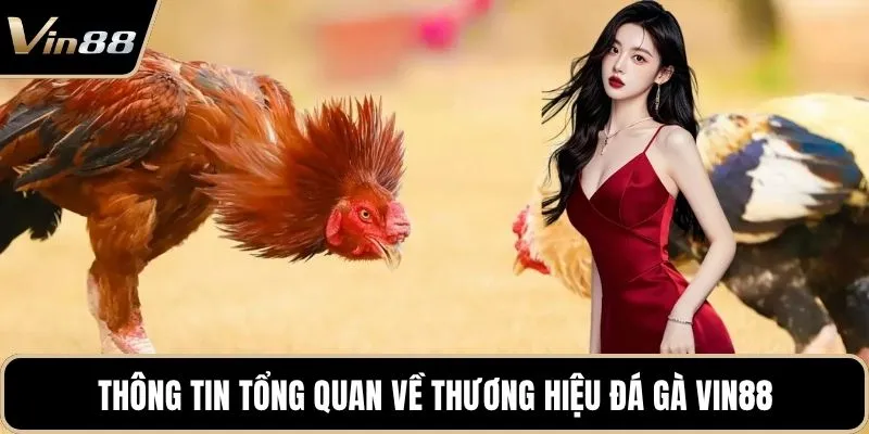 Thông tin tổng quan về thương hiệu đá gà Vin88