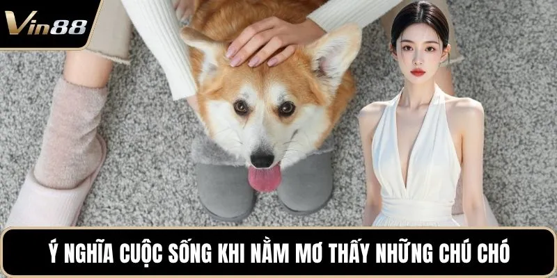 Ý nghĩa cuộc sống khi nằm mơ thấy những chú chó